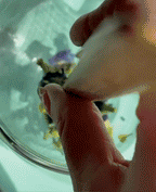 Butterfly Pea (0.56oz Jar) · Herbal Tisane (Caffeine Free) | The Qi