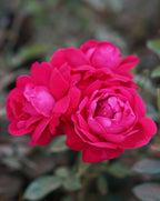 Shangri-la · Rose Tisane (Caffeine Free) | The Qi