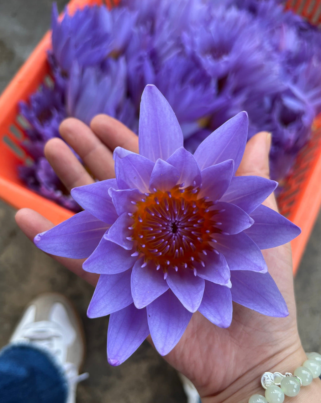 Lotus Flower · Herbal Tea (Caffeine Free) | The Qi