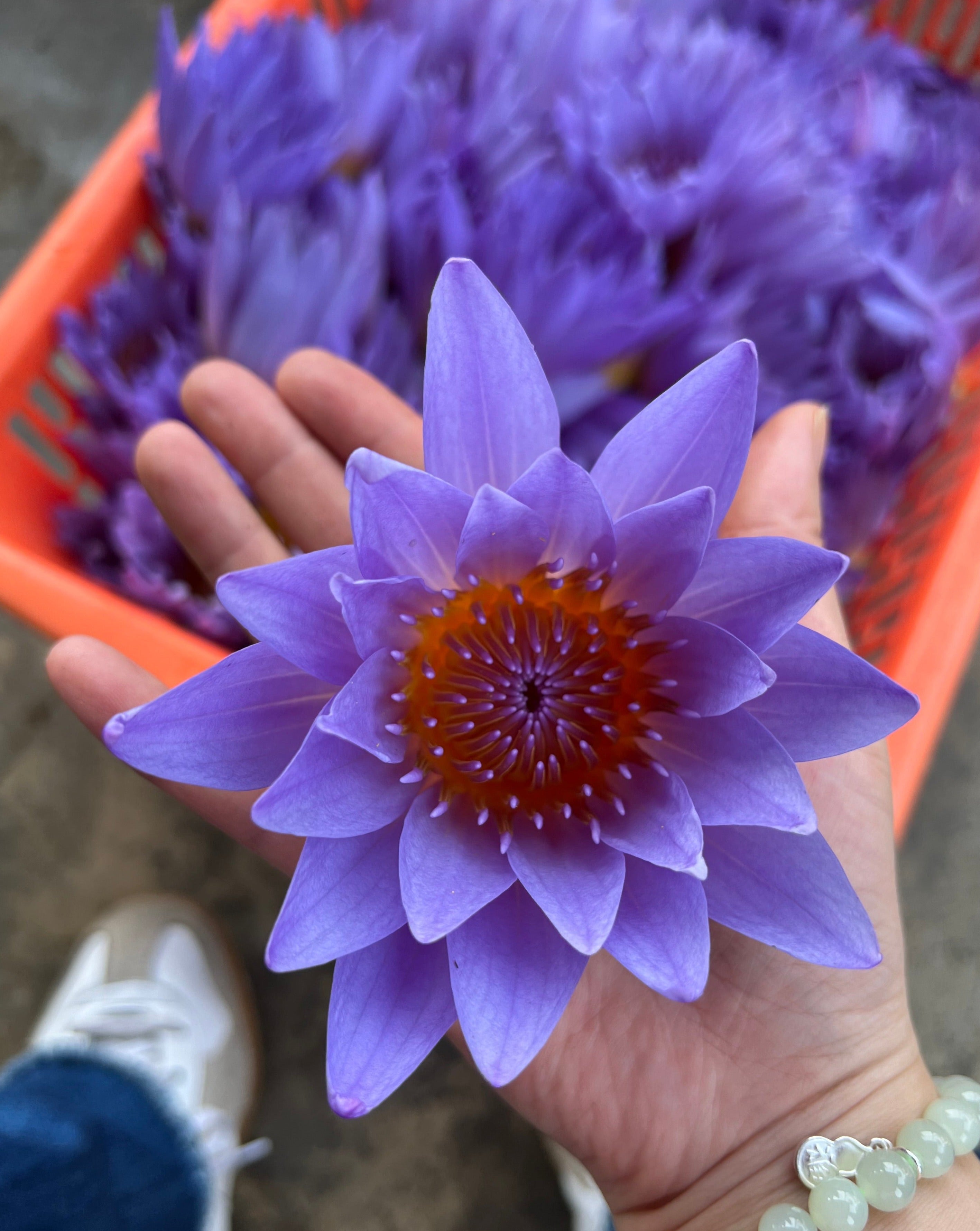 Lotus Flower · Herbal Tea (Caffeine Free) | The Qi